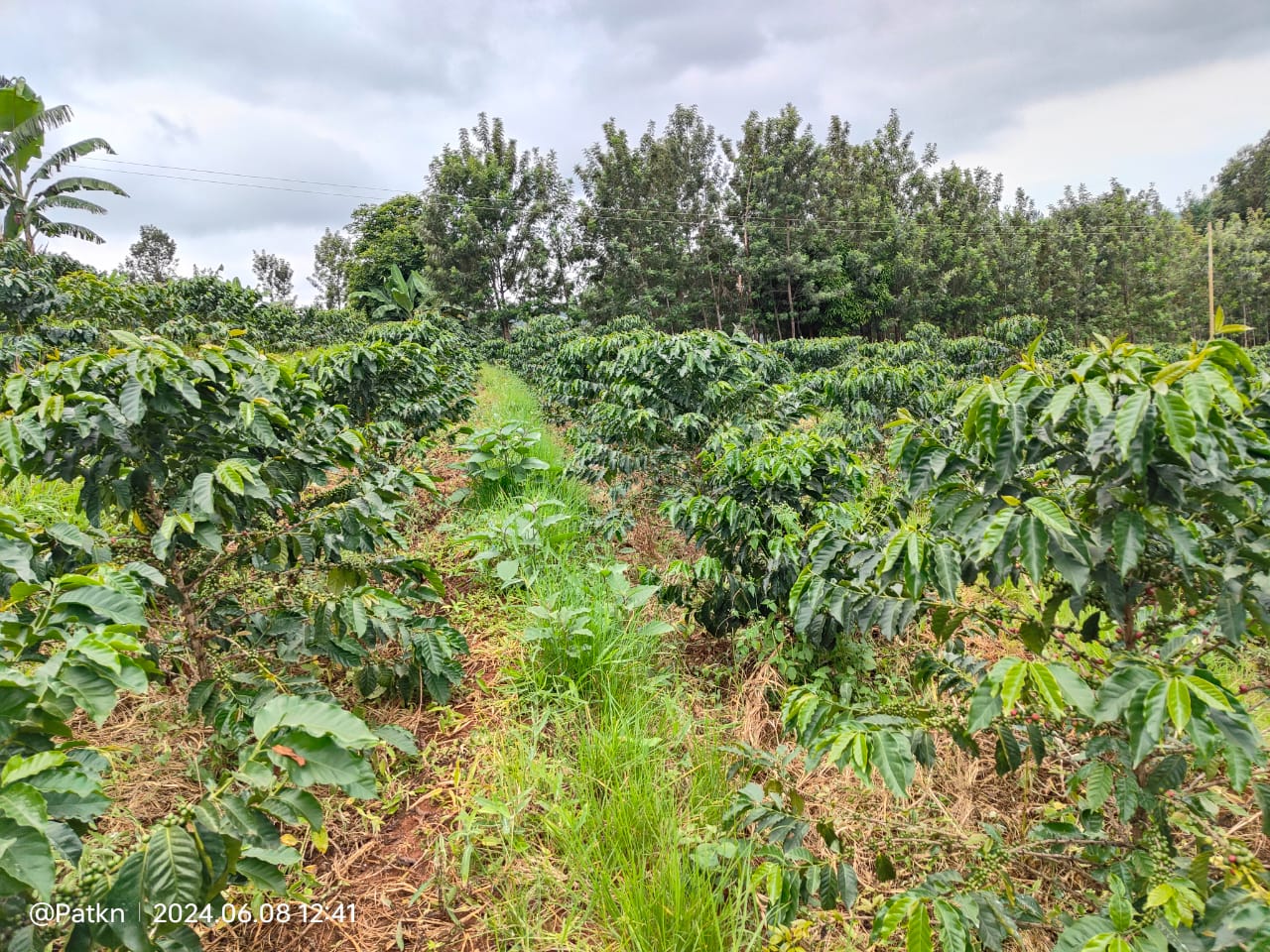 Crops cultivated due to HASA